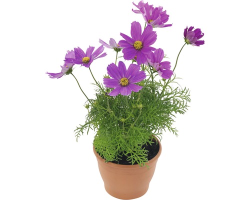 Cosmos, cosmos FloraSelf Cosmos bipinnatus Ø 12/13 cm pot