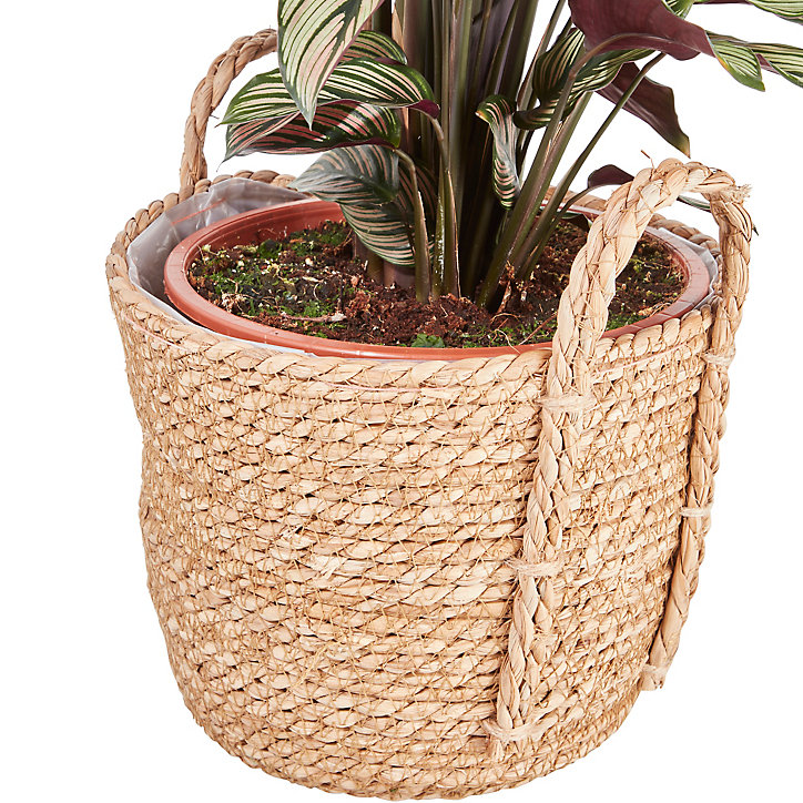 Calathéa White Star 19cm