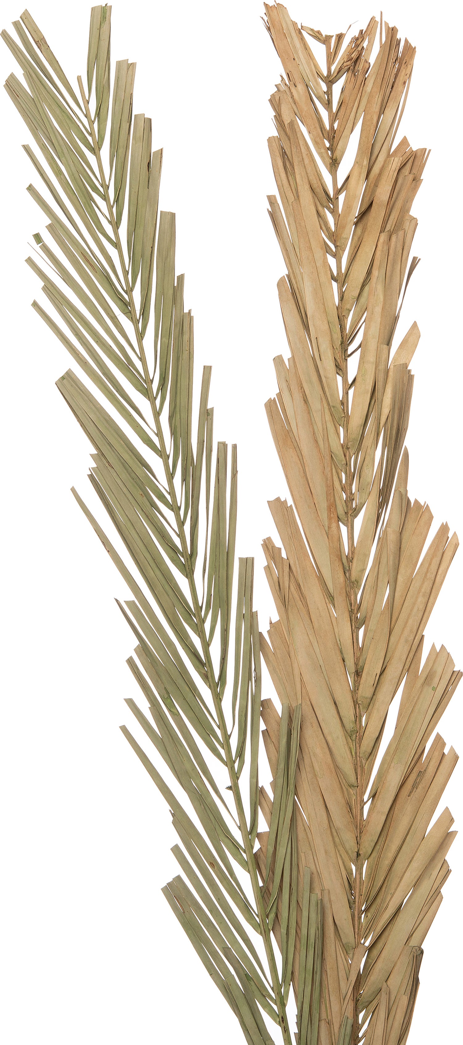 Intratuin decoratie tak groen H 95 cm