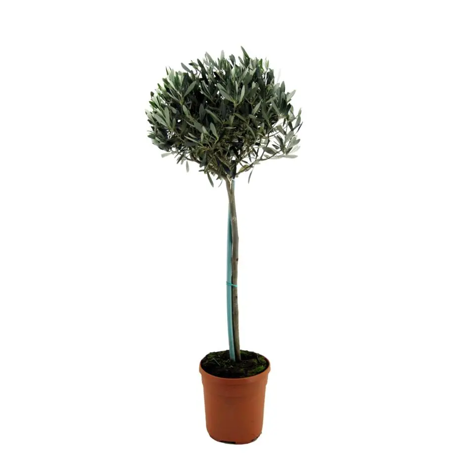 Olijfboom - Olea europaea - Hoogte 155-170cm - ⌀19cm