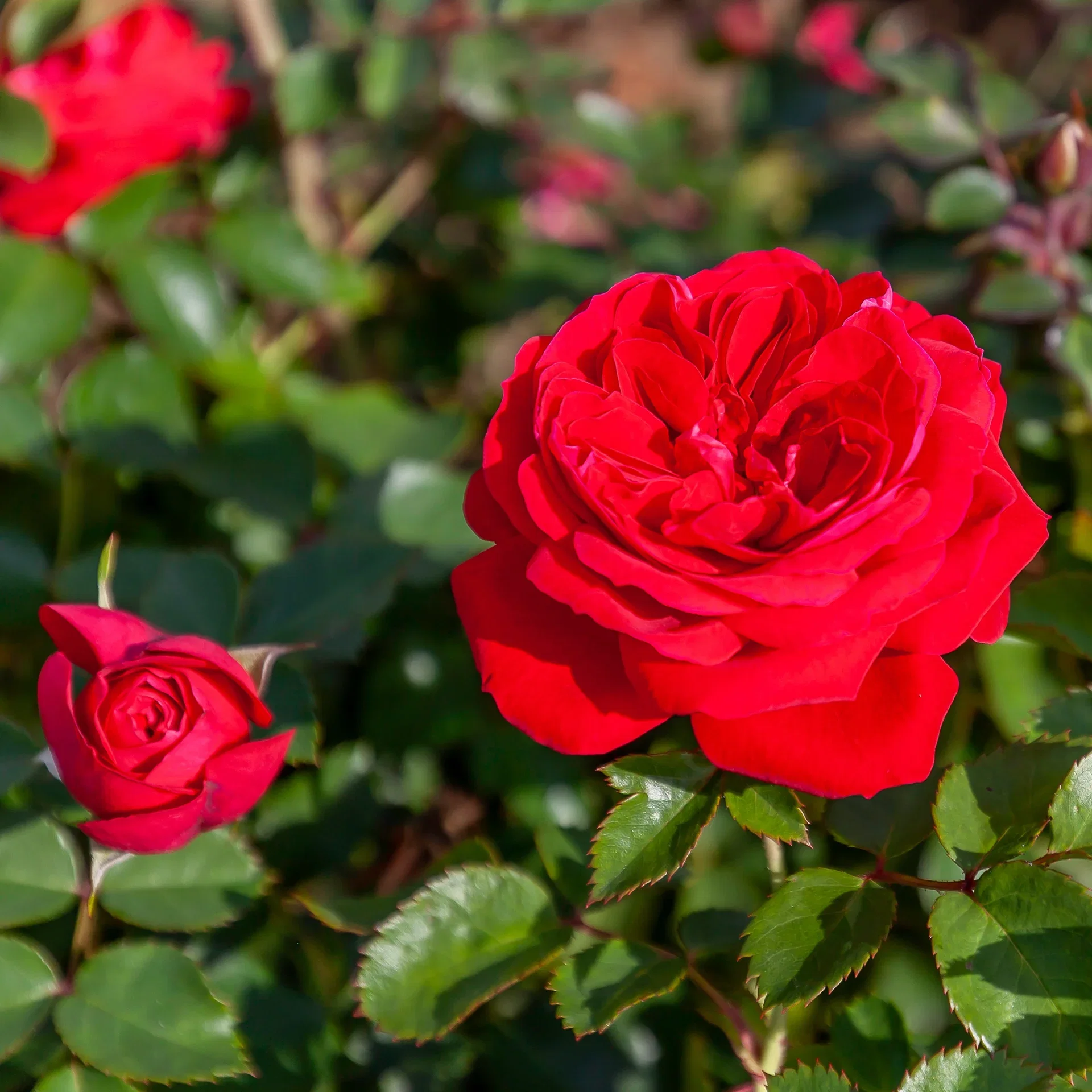 Rosa ZEPETI® ('Meibenbino') Klaserose ZEPETI® Ø21 cm