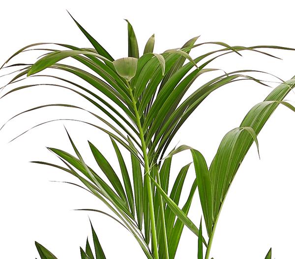 Kentiapalme - Howea forsteriana