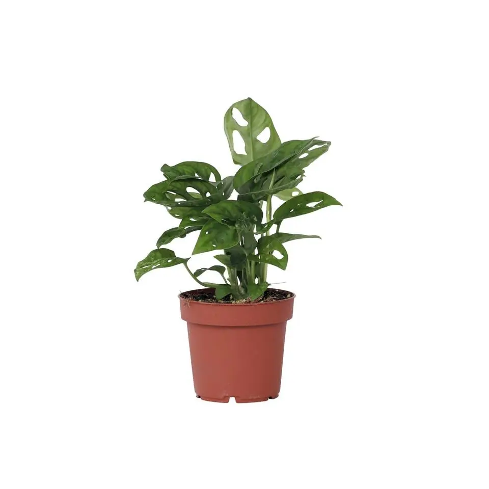 Apenmasker - Monstera adansonii 'Monkey Mask' - Hoogte 25-30cm - ⌀12cm