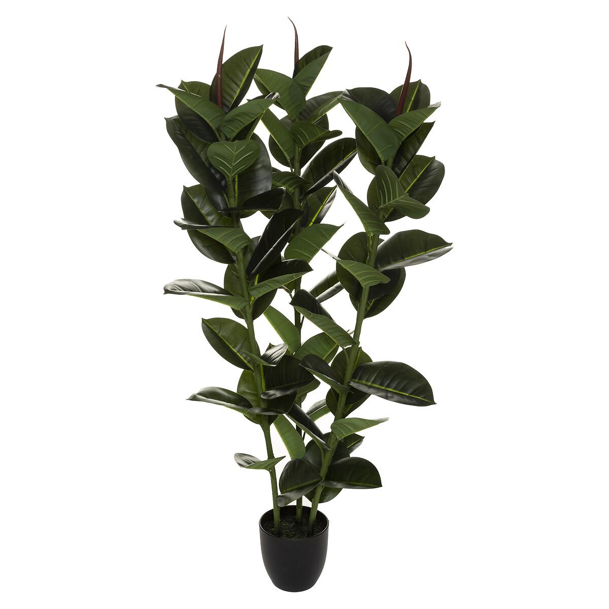 FICUS ROBUSTA H.120CM