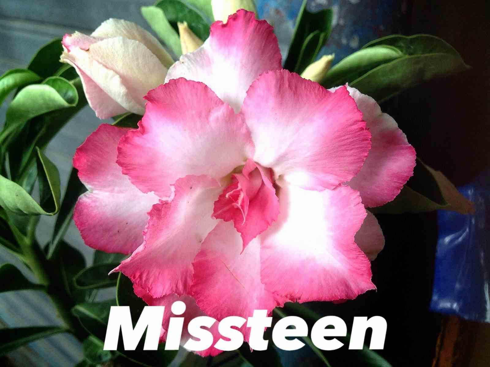 Adenium obesum cv.missteen rose - taille caudex d'environ 2000g 25/30cm très gros caudex