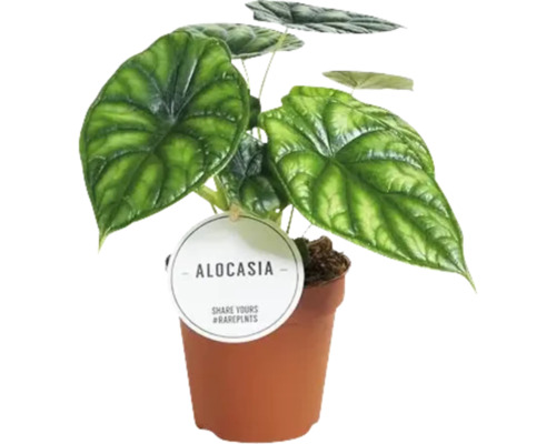 Alocasia MIX FloraSelf H 15-25 cm Ø 12 cm pot willekeurige variëteitselectie