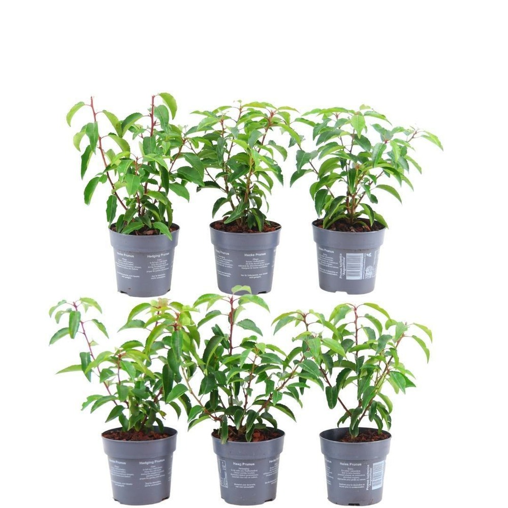 Prunus lusitanica 'angustifolia' - lot de 6
