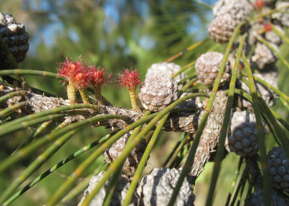 Filao - 200 graines - avec substrat - casuarina equisetifolia