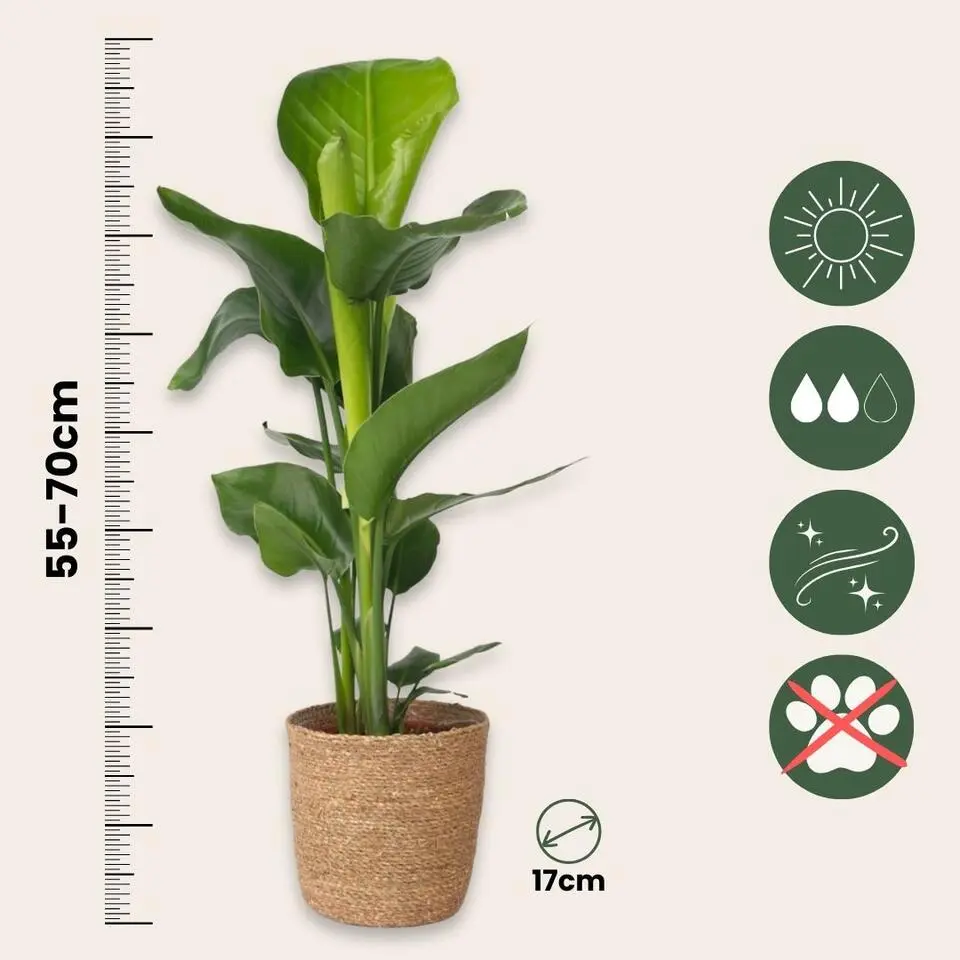 Paradijsvogelplant met mand - Strelitzia nicolai - Hoogte 55-70cm - ⌀17cm