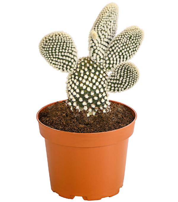 Feigenkaktus - Opuntia indica, verschiedene