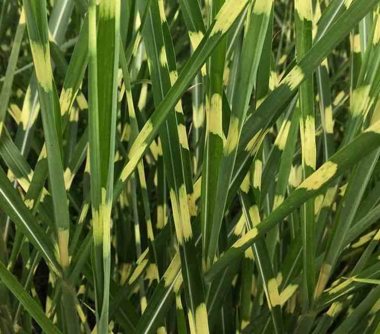 Miscanthus sinensis strictus (roseau de chine, eulalie) taille pot de 2 litres - 0/100 cm