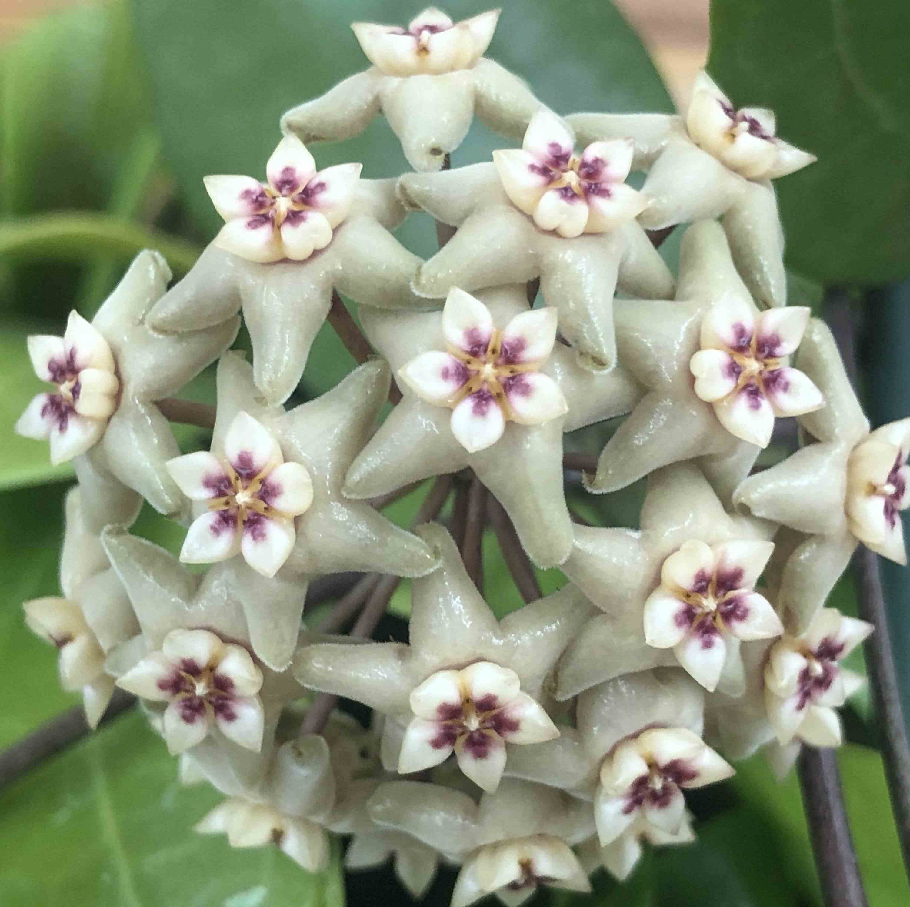 Hoya limoniaca (fleur de porcelaine, fleur de cire) taille pot de 2 litres - 20/40 cm - blanc et rose