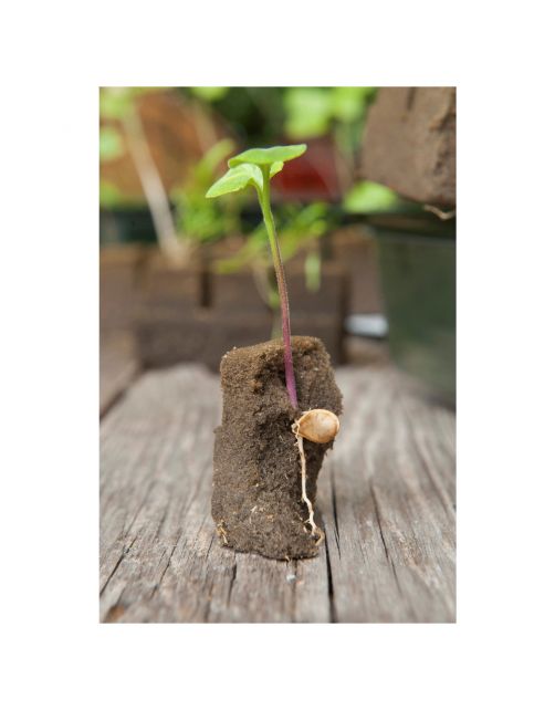 Nature Vensterbankkweekset - Vensterbanktuin - 15.5x49x10 cm Groen Transparant