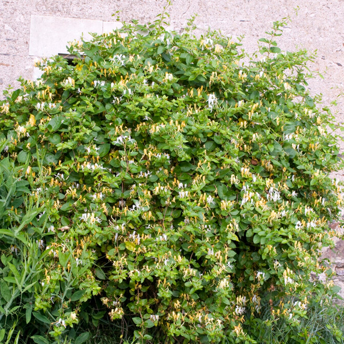Bloomique – Lonicera Heckrottii Halliana – Japanse Kamperfoelie – Wit, Geel – Klimplanten – Tuinplanten – Winterhard – Potmaat 15 cm – 70–80 cm hoog