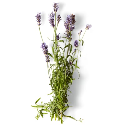 Nachfüller zu Naturseife Soeder, Lavendel-Salbei-Rosmarin