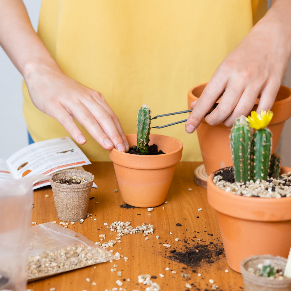 Cultivea mini kit prêt à pousser cactus - pitaya “ dragon fruit “, ferocactus, pilosocereus et cactus mix
