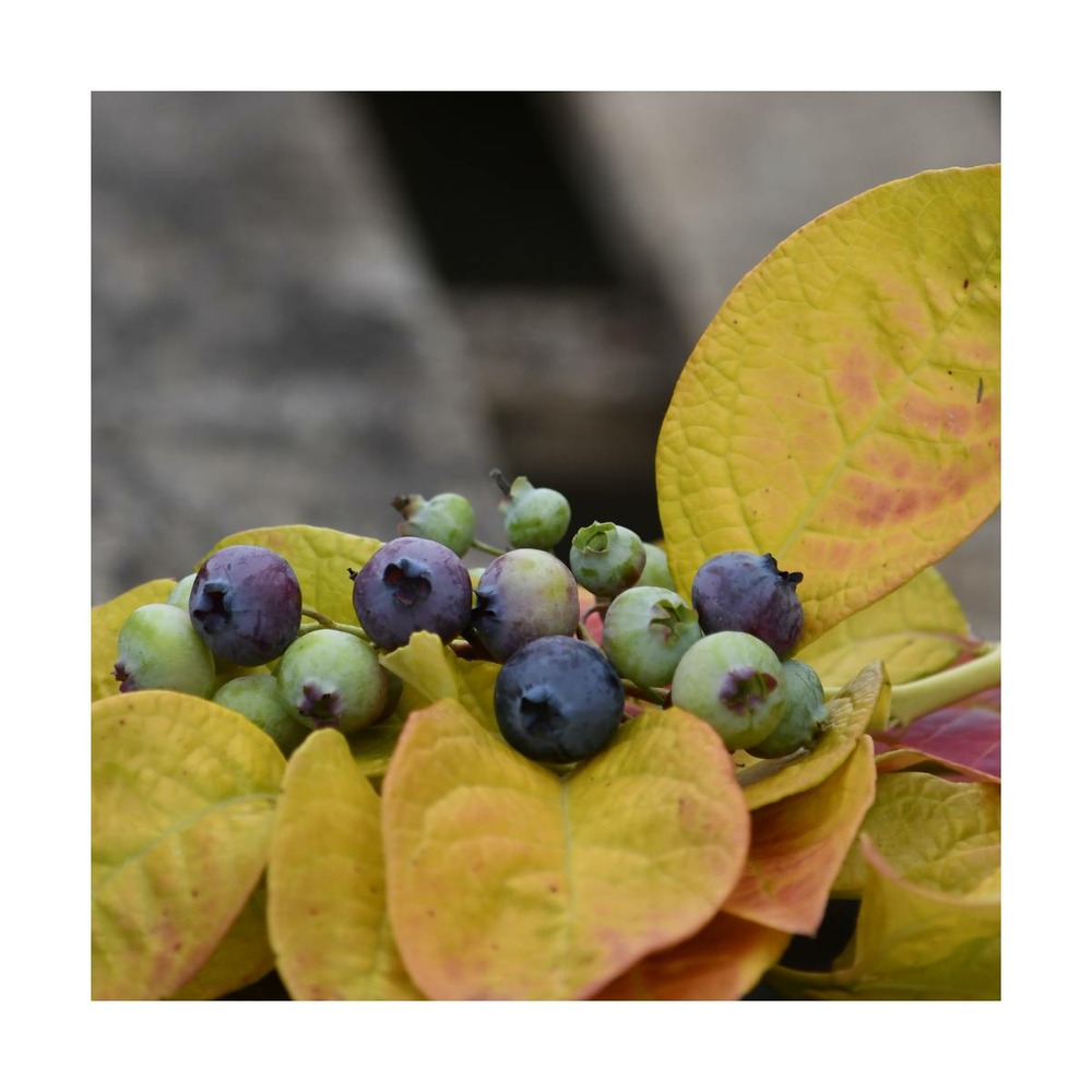 Myrtille corymbosum yello!belloblue® 'andval1601'/vaccinium corymbosum yello!belloblue® 'andval1601'[-]godet - 5/20 cm