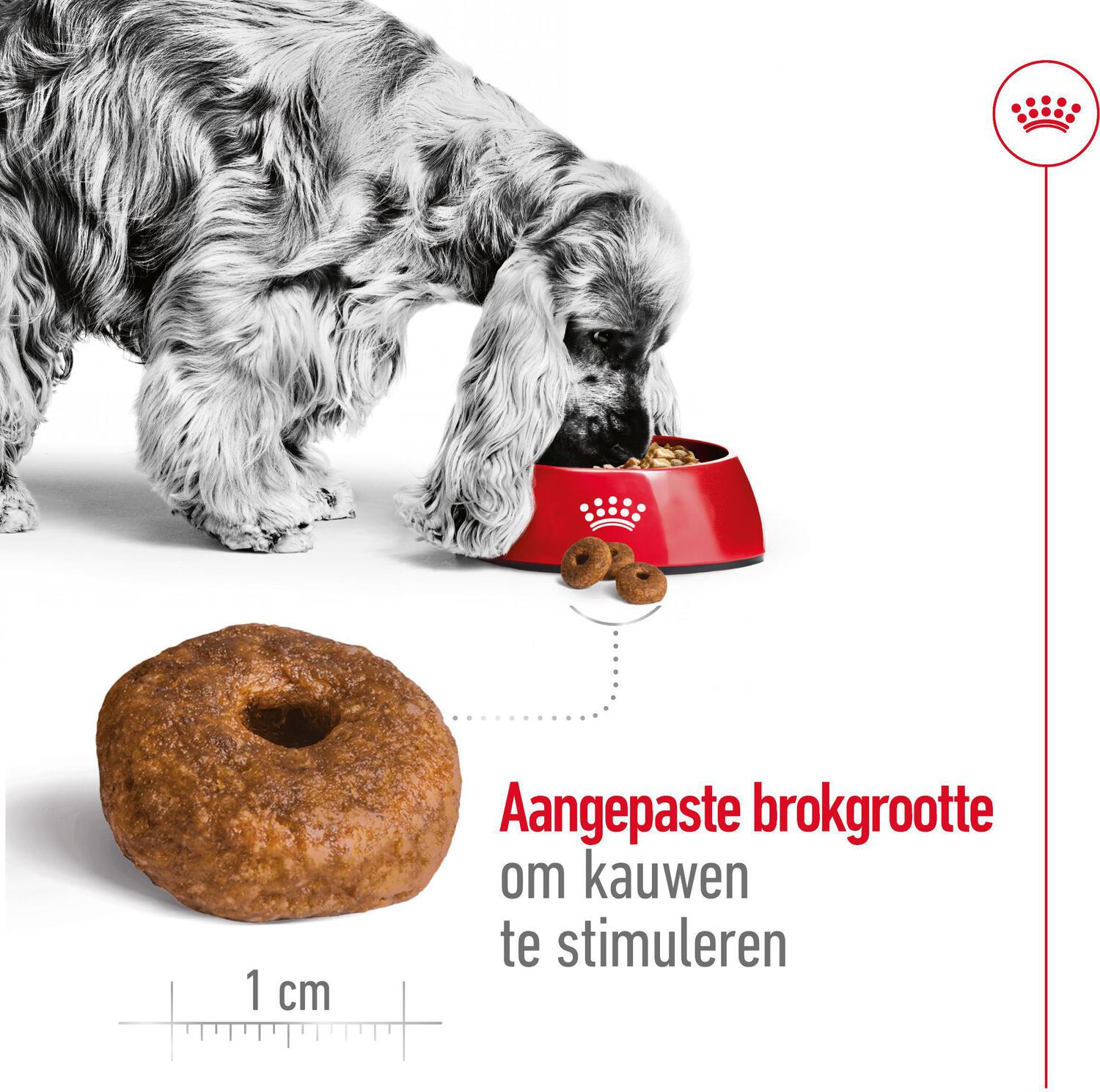 Royal Canin hondenvoer Medium Ageing 10+ 15 kg