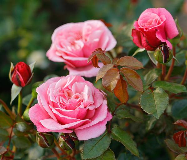 Nostalgie®-Edelrose 'Wildberry®'