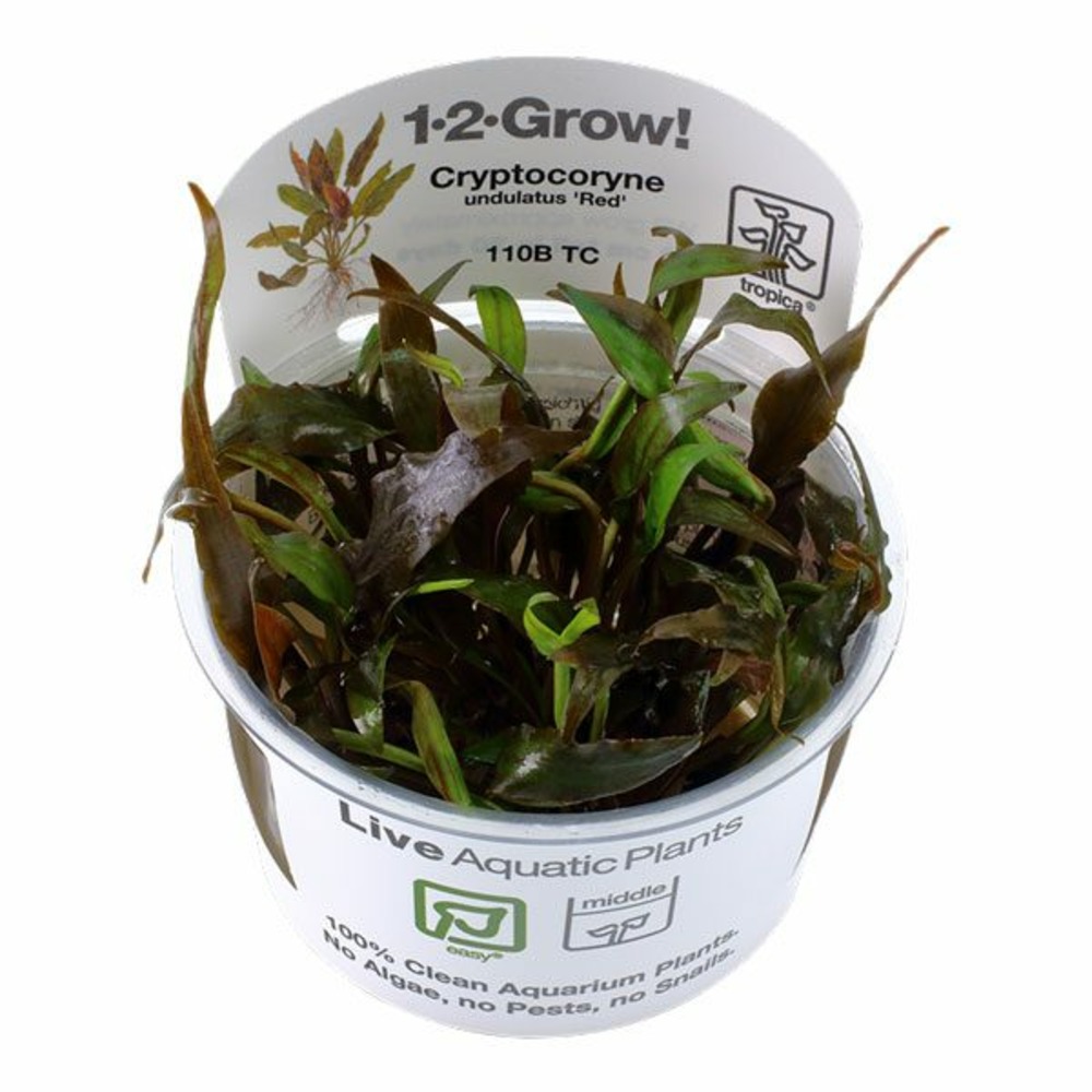 Cryptocoryne undulatus red in vitro