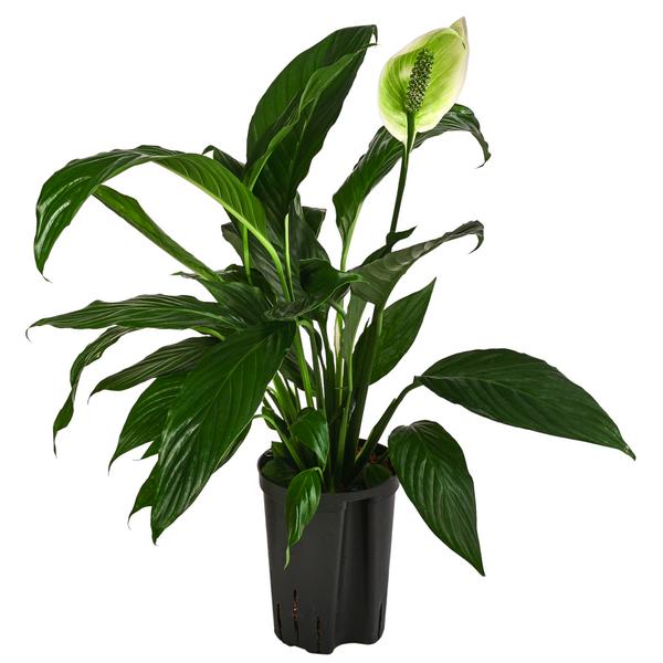 Einblatt - Spathiphyllum 'Mont Blanc',