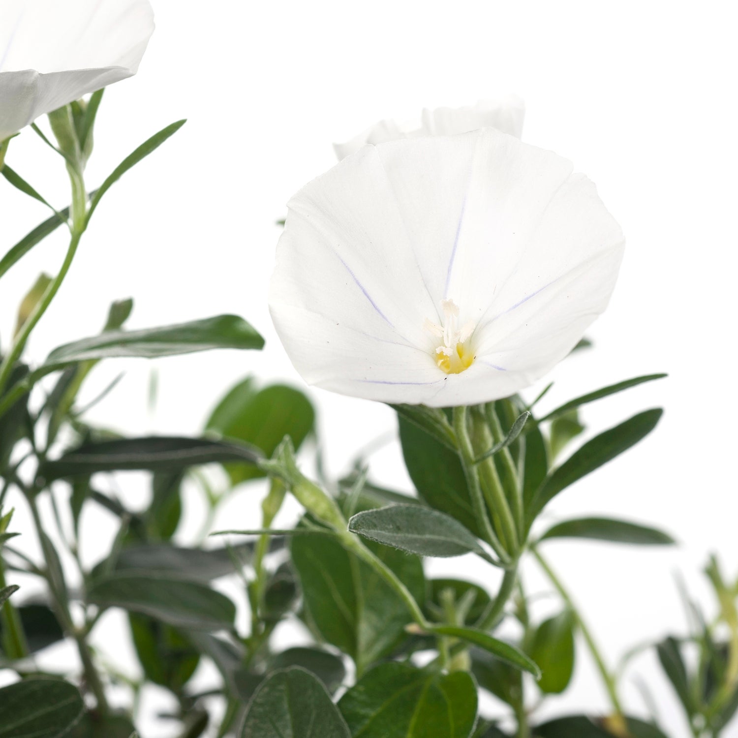 Winde (Convolvulus sabaticus) D 10,5 H 20 cm