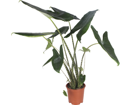 Alocasia, Tiger Arrow Leaf FloraSelf Alocasia 'Zebrina' H 80-100 cm Ø 21 cm pot