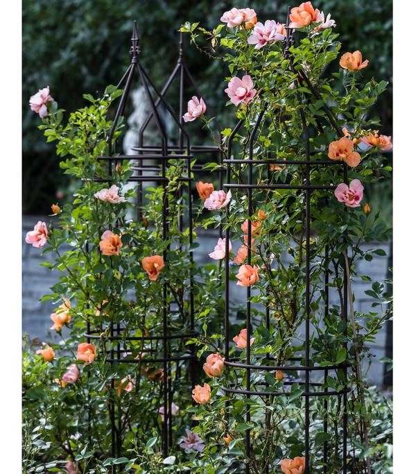 Persische Rosen, verschiedene Farben