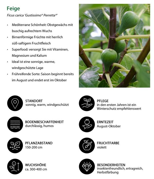 Bio Maulbeer-Feigen-Kiwi-Set Sommerobst,