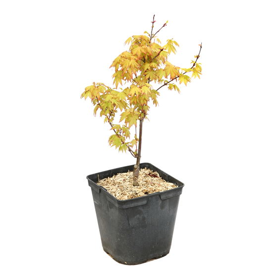 Acer palmatum 'Orange Dream' :C3L h.40/60cm