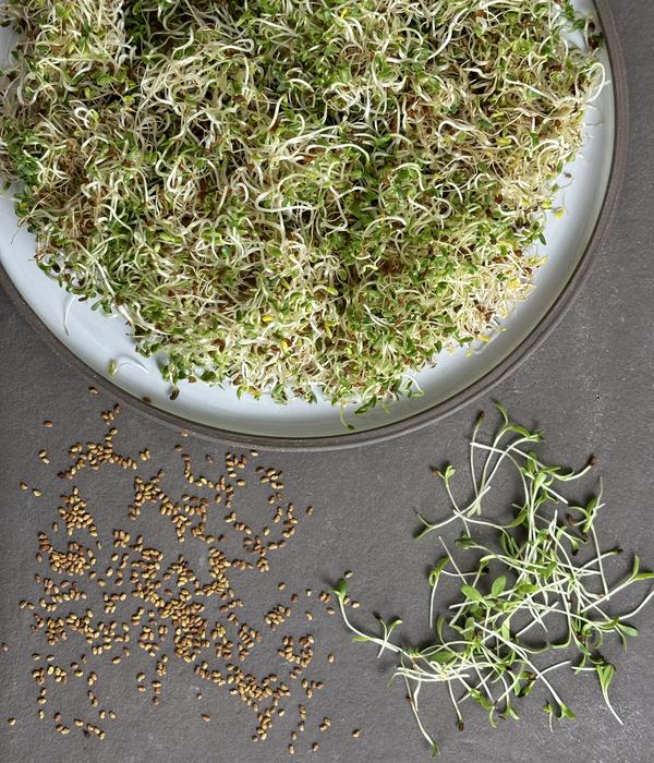 Dehner Bio-Keimsprossen 'Alfalfa'