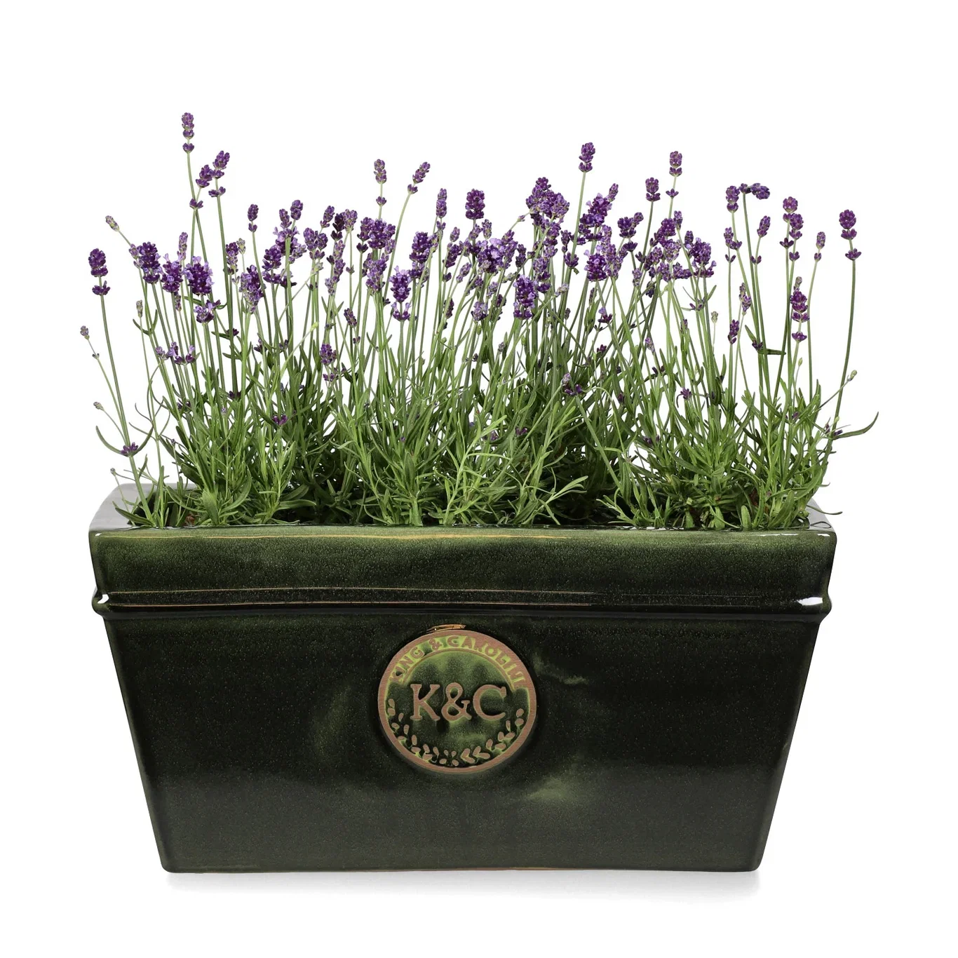 Lavandula angustifolia 'Felice' Lavendel 'Felice' Ø10,5 cm