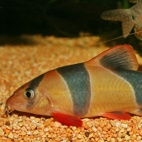 JBL Pronovo Botia Tab M 5,5L | Aquariumvoer