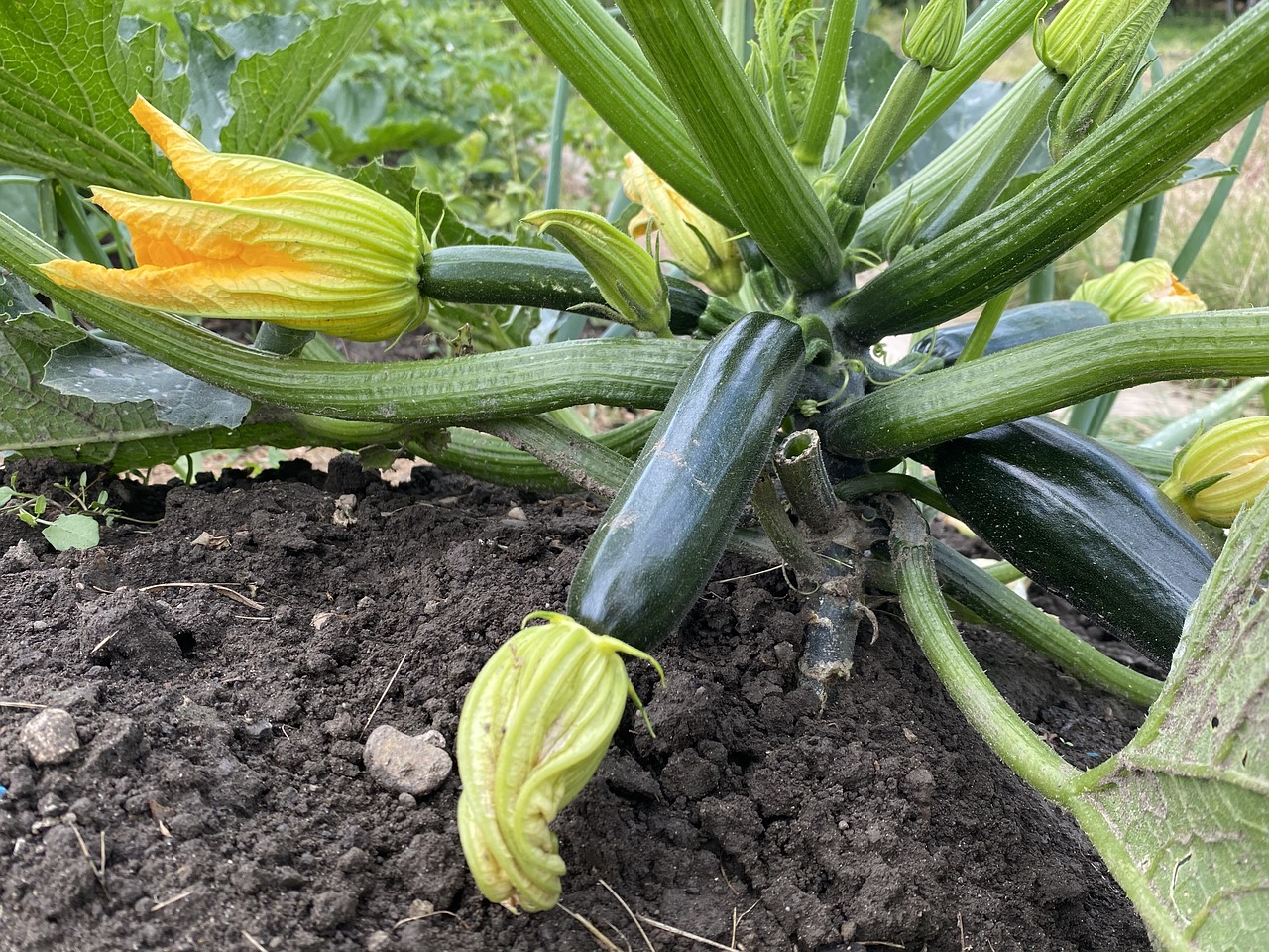 Sachet de graines de courgette black beauty - sachet de 5 grammes - petite entreprise française - made in france