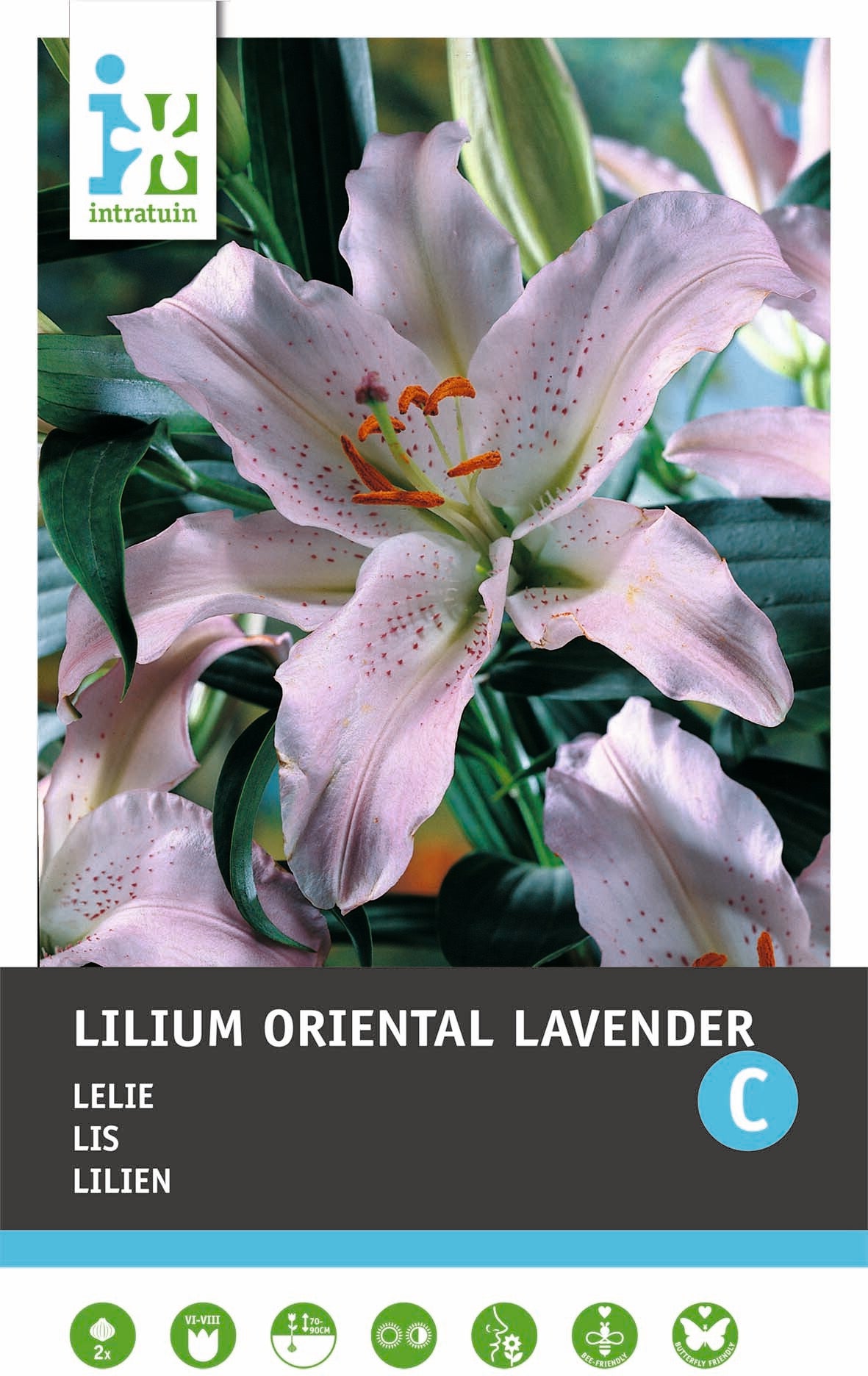 Intratuin bloembol Lelie (Lilium oriental 'Lavender') 2 stuks
