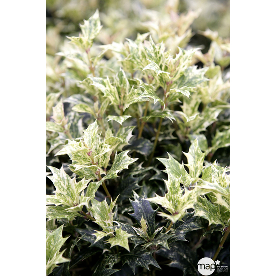 Osmanthus heterophyllus 'Goshiki' (='Tricolor') : H 30/40 cm ctr 3L