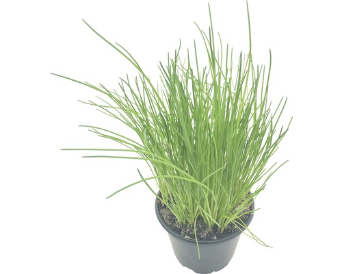 Biologische bieslook FloraSelf Biologische Allium schoenoprasum Ø 12 cm pot