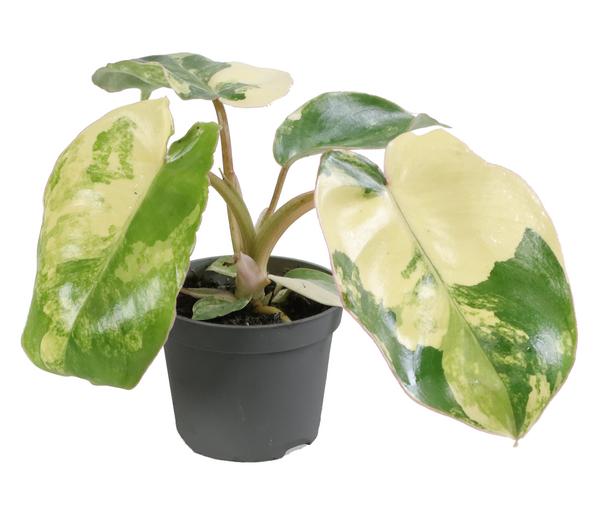 Baumfreund - Philodendron 'Burle Marx'