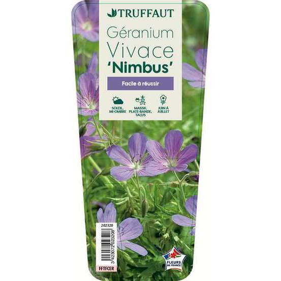 Géranium vivace Nimbus : godet rouge