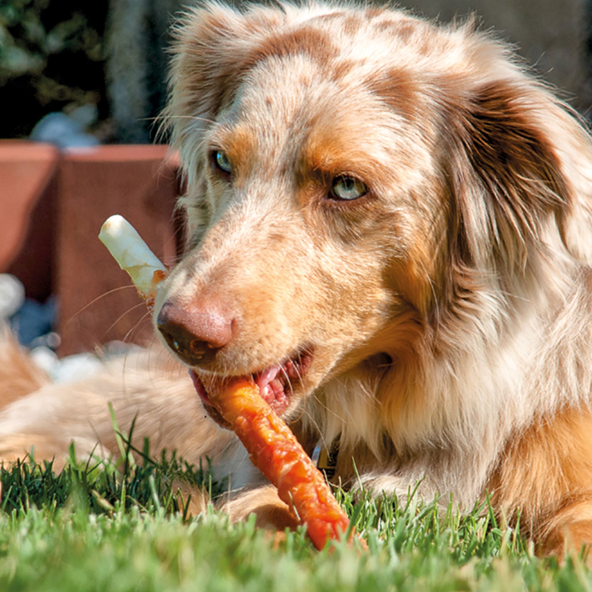 Schecker Hundesnack - Kaustangen XL