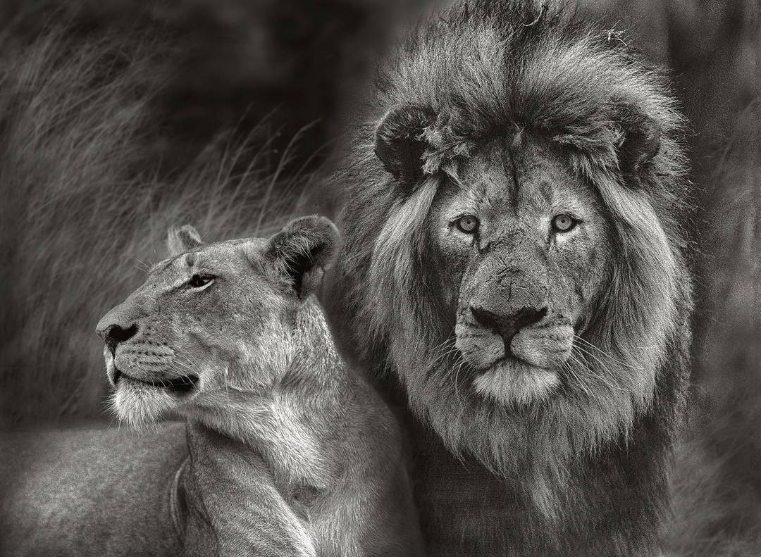 Serengeti Lion Couple by Horst Klemm - Limited Edition. Edition of: 150. Signed.