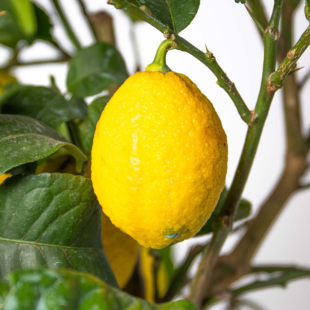 2x citrus limon - citronnier - arbre fruitier - persistant - ⌀19 cm - ↕60-70 cm