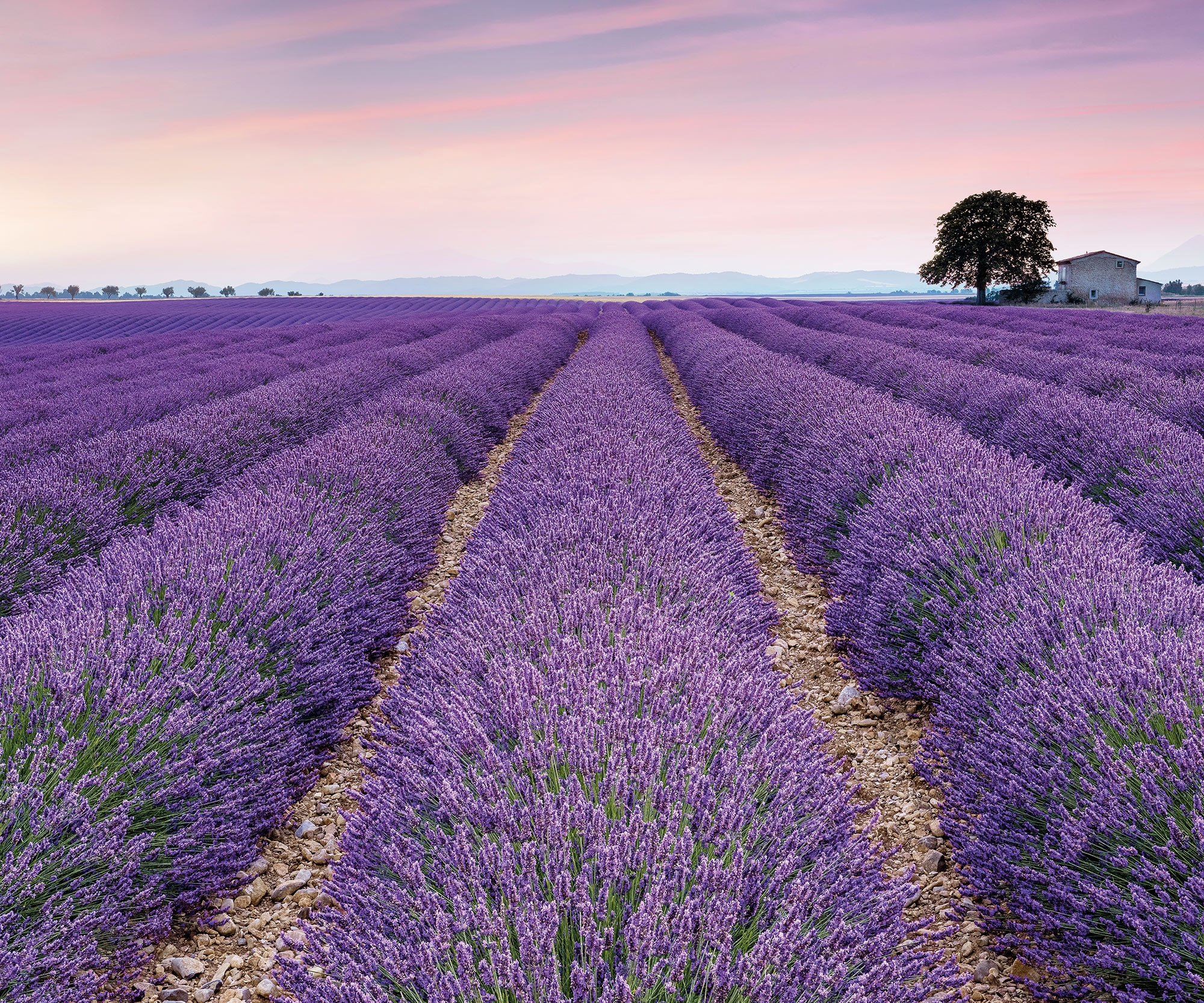 Komar Fototapete »Digitaldruck Vlies -  Provence - Grösse 300 x 250 cm« bedruckt glatt Wohnzimmer, Schlafzimmer