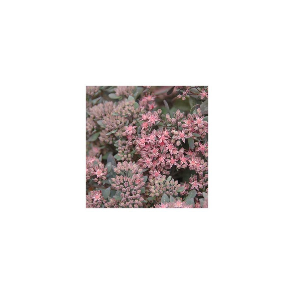 Orpin red canyon/sedum x red canyon[-]godet