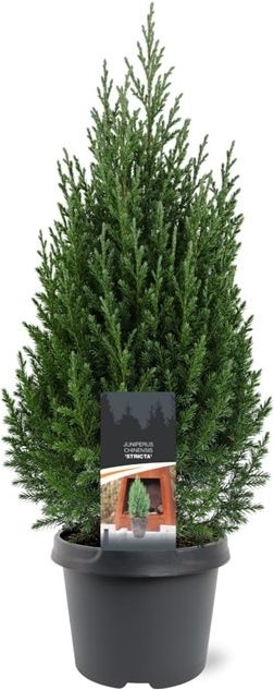 Chinese Jeneverbes (Juniperus chinensis 'Stricta') D 19 H 70 cm