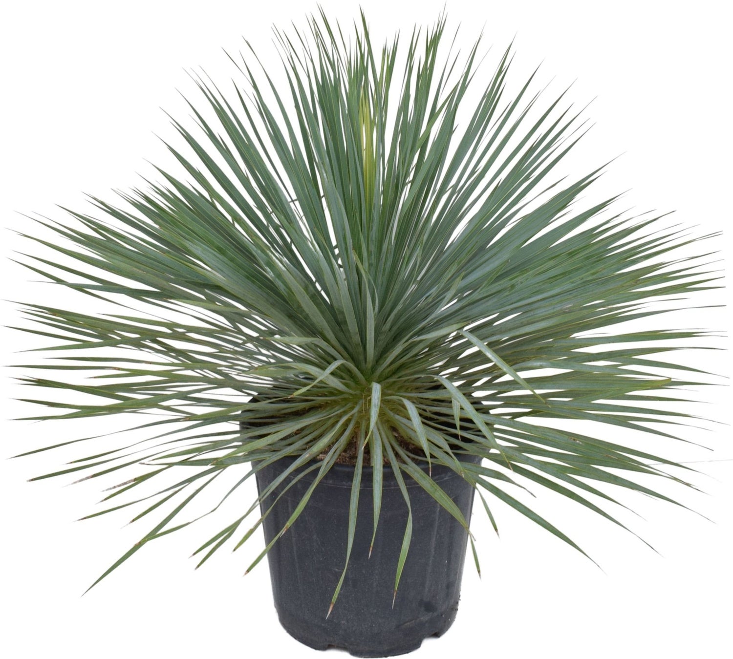 Palmlelie (Yucca rostrata) D 36 H 60 cm