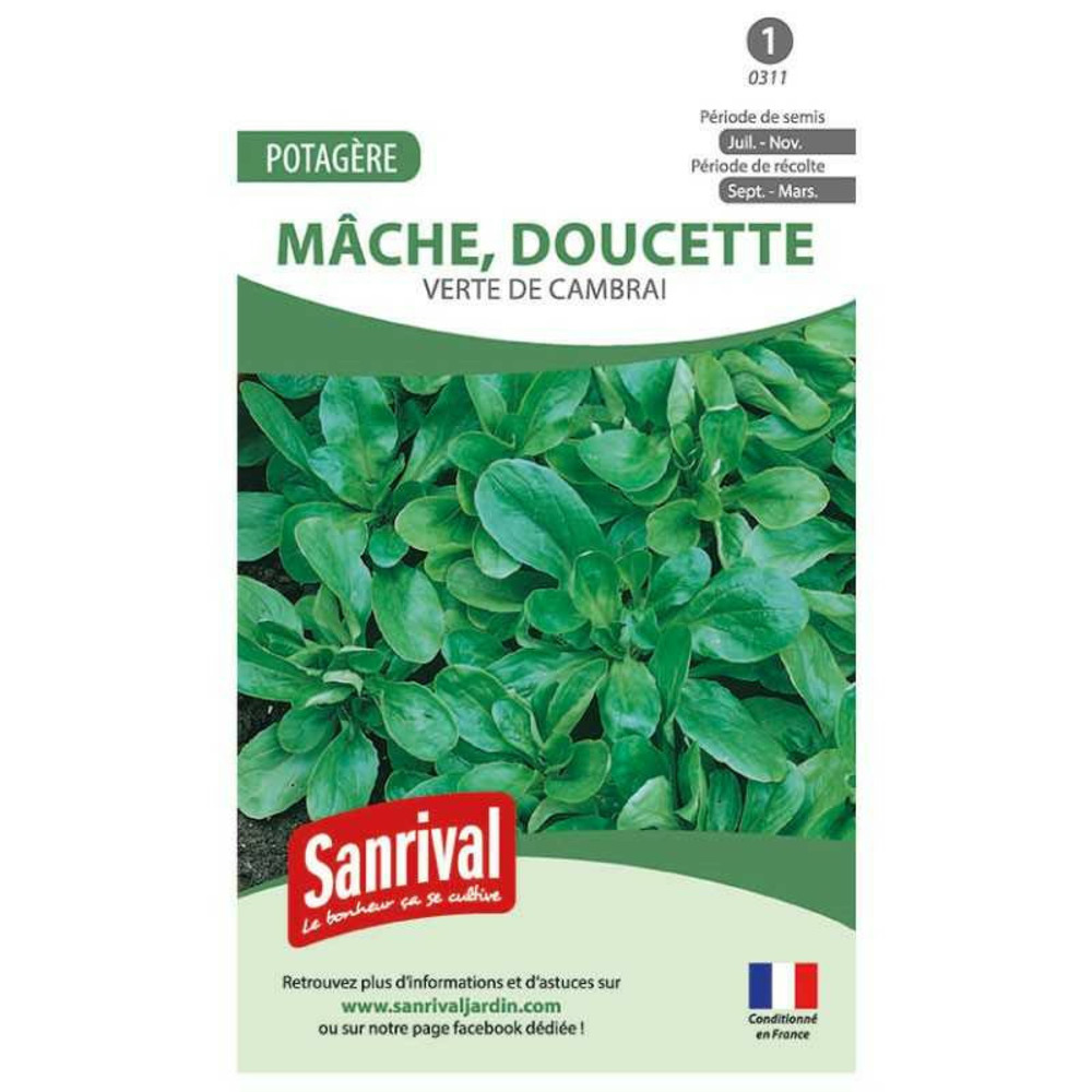 Graines mâche verte de cambrai