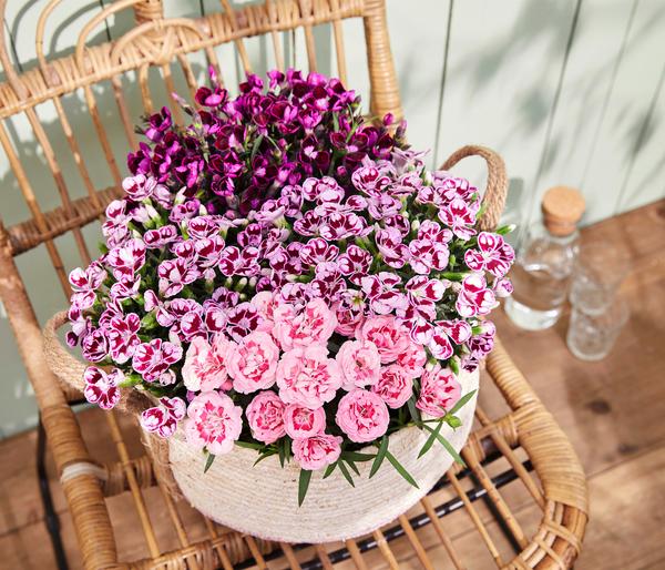 Garten-Nelke 'Pental'