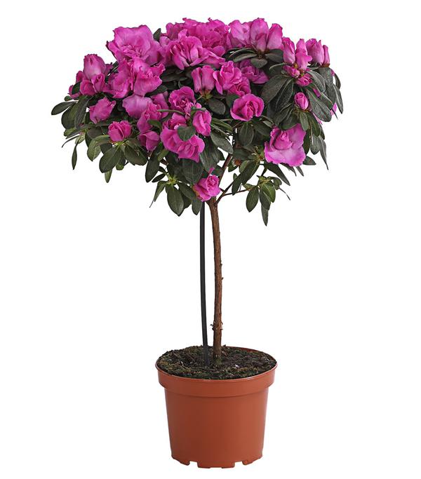 Zimmerazalee - Rhododendron simsii,