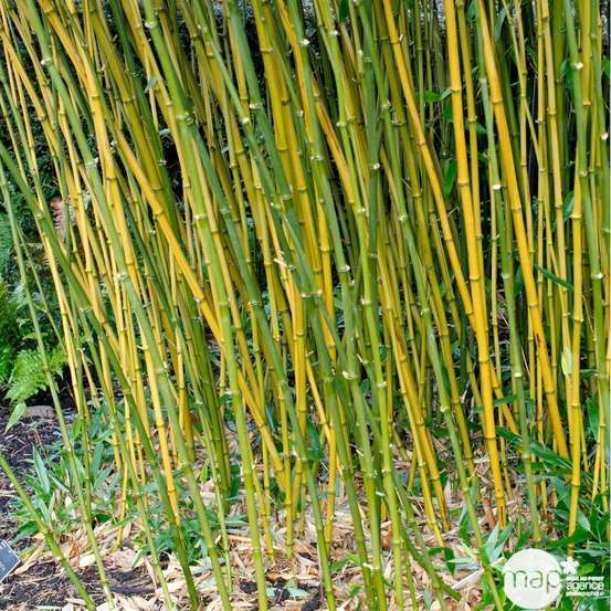 Bambou moyen phyllostachys bissetii 150/200 cm: pot de 20 litres